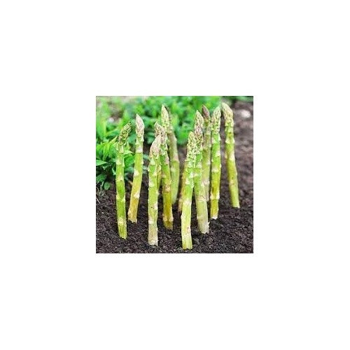 Wild Asparagus Seeds for Planting [neera-v5-fc5a3676991ac825de02]