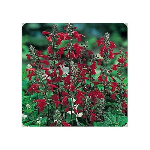 Deep Red Scarlet Sage Flower Seeds [neera-v5-fc6c6c407cc797d27b71]