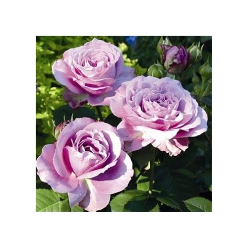 Lavender Rose Flower Seeds for Planting [neera-v5-fc7a0af4e1ad597a5d11]