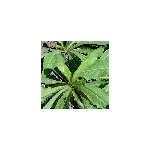 Wild Lettuce Plant Seeds for Planting [neera-v5-fc988c76171d48b14c81]