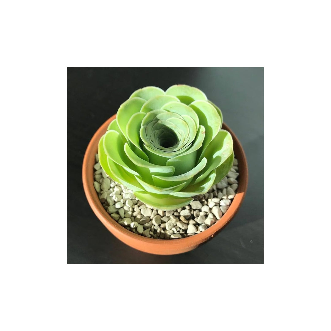 Heirloom Canary Aeonium Flower Non Gmo Succulent Rosette Blooms Drought Tolerant Garden [neera-v5-fca552e693ce344a7d50]