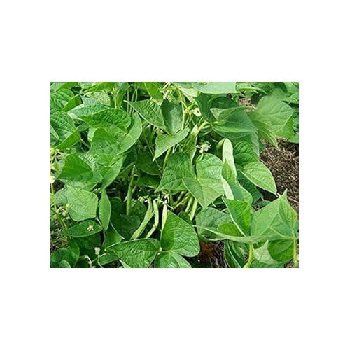 Green Bush Bean Seeds for Planting [neera-v5-fca69cef1d1e3a064ce4]