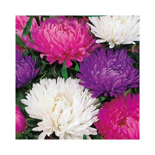 Giants Of Calinia Aster Planting Non Gmo Store Heirloom Flower Seeds Home Garden [neera-v5-fcac681274db8a91cbcf]