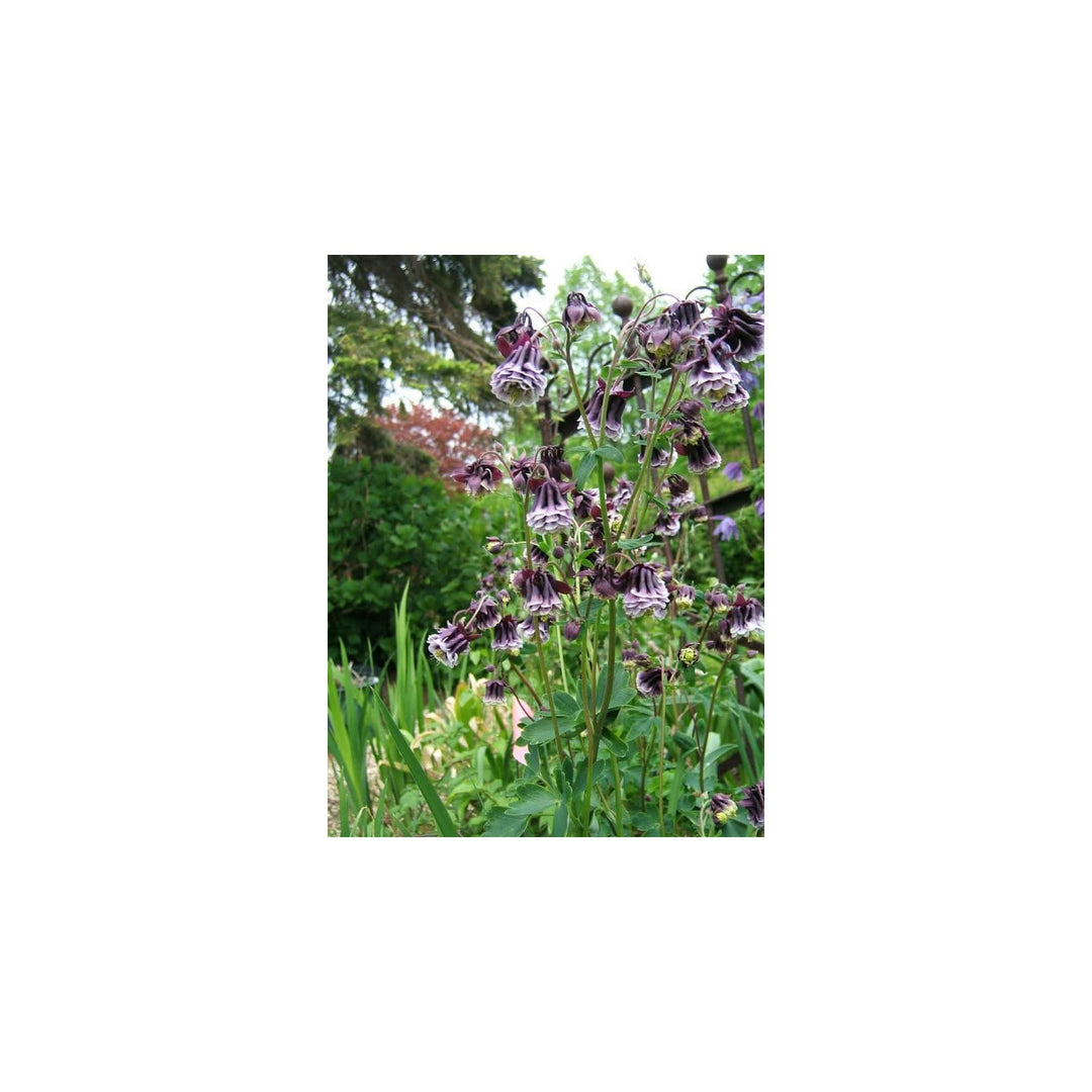 Heirloom Non Gmo Aquilegia Columbine Flower For Planting Elegant Perennial Garden Blooms Flower [neera-v5-fcaf3e85913ae605402d]