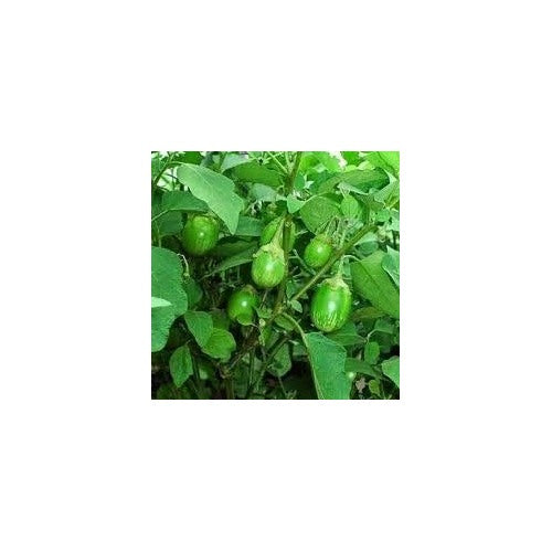 Eggplant Green Seeds [neera-v5-fcafab1a52d5618fede4]