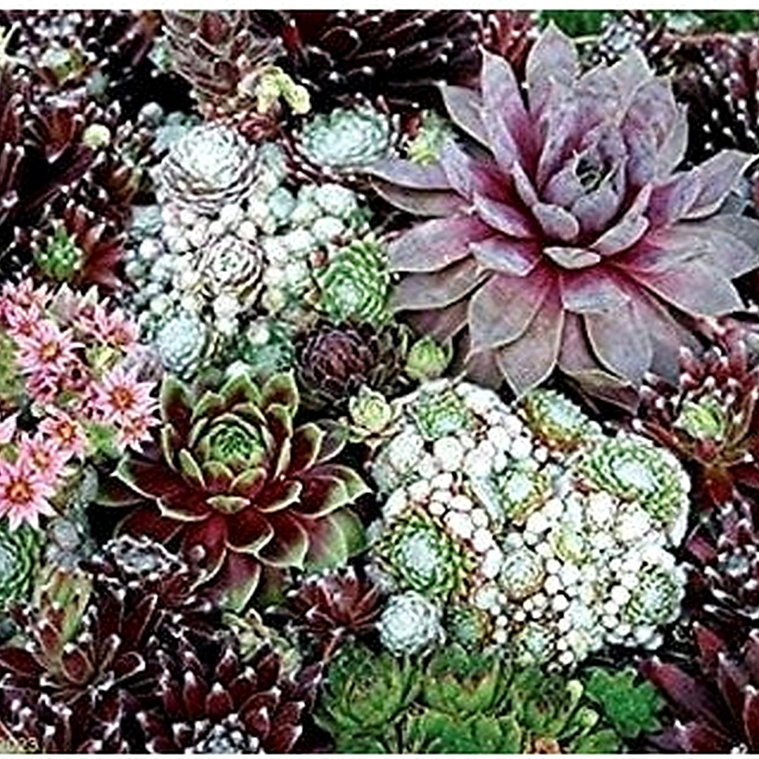 Mixed Sempervivum Flower Seeds for Planting [neera-v5-fcb6f4677cb51e98f686]