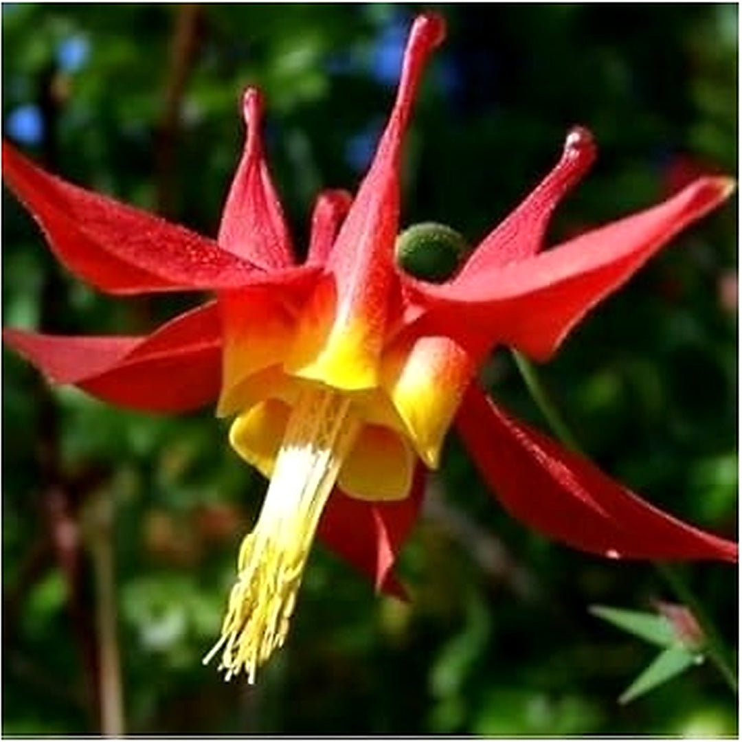 Red Aquilegia Canadensis Flower Seeds for Planting [neera-v5-fcbf1054665f5c6d27d3]