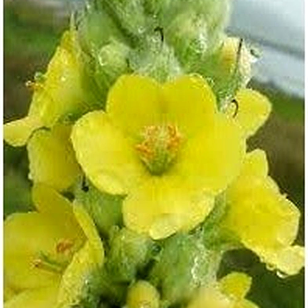 Heirloom Verbascum Flower Seeds Non-GMO for Garden Planting Tall Spiky Blooming Stalks [neera-v5-fcd495aaf0d9445b2dbc]