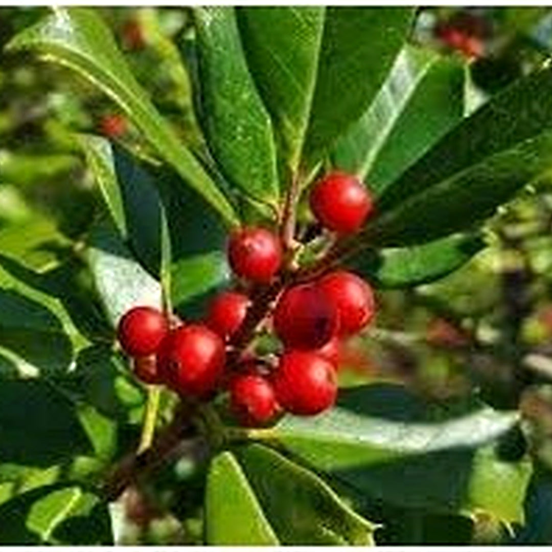 Ilex Opaca Seeds [neera-v5-fcd56232c845598b8adb]