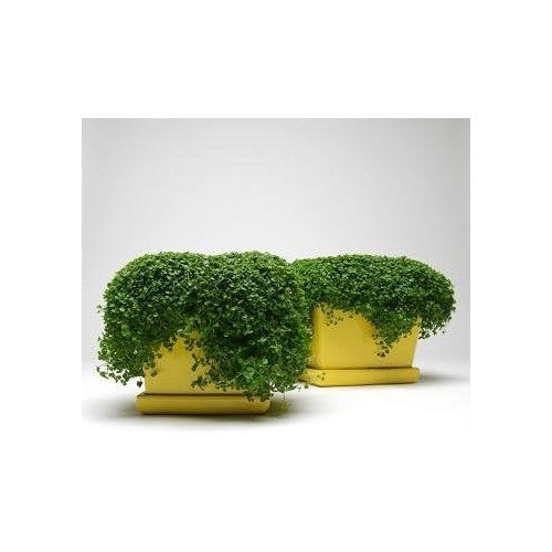 Corsican Mini Mint Seeds [neera-v5-fcd78e7caa2abd76d5ca]
