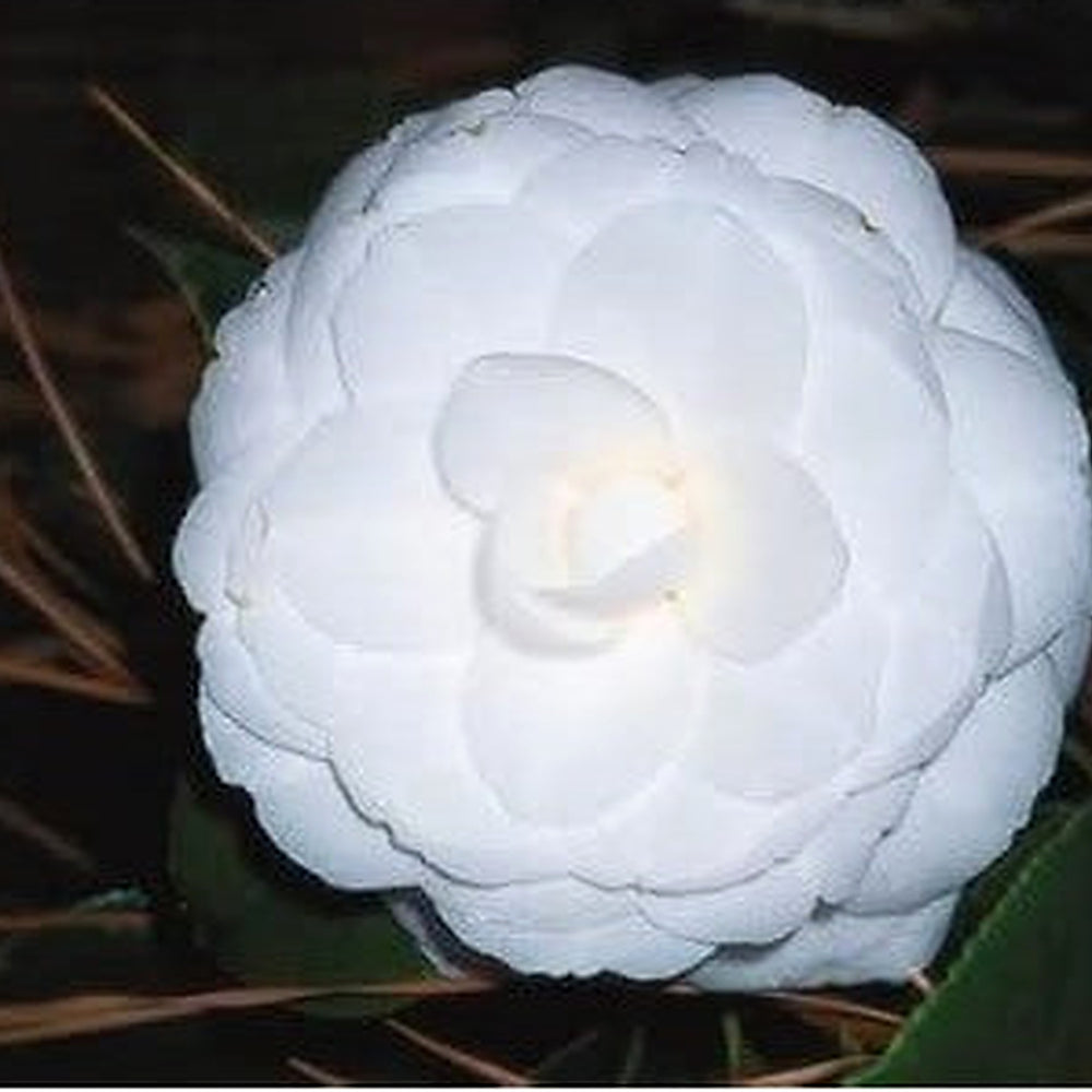 White Camellia Flower Seeds for Planting [neera-v5-fcdf71c70b31c6f3b5d6]