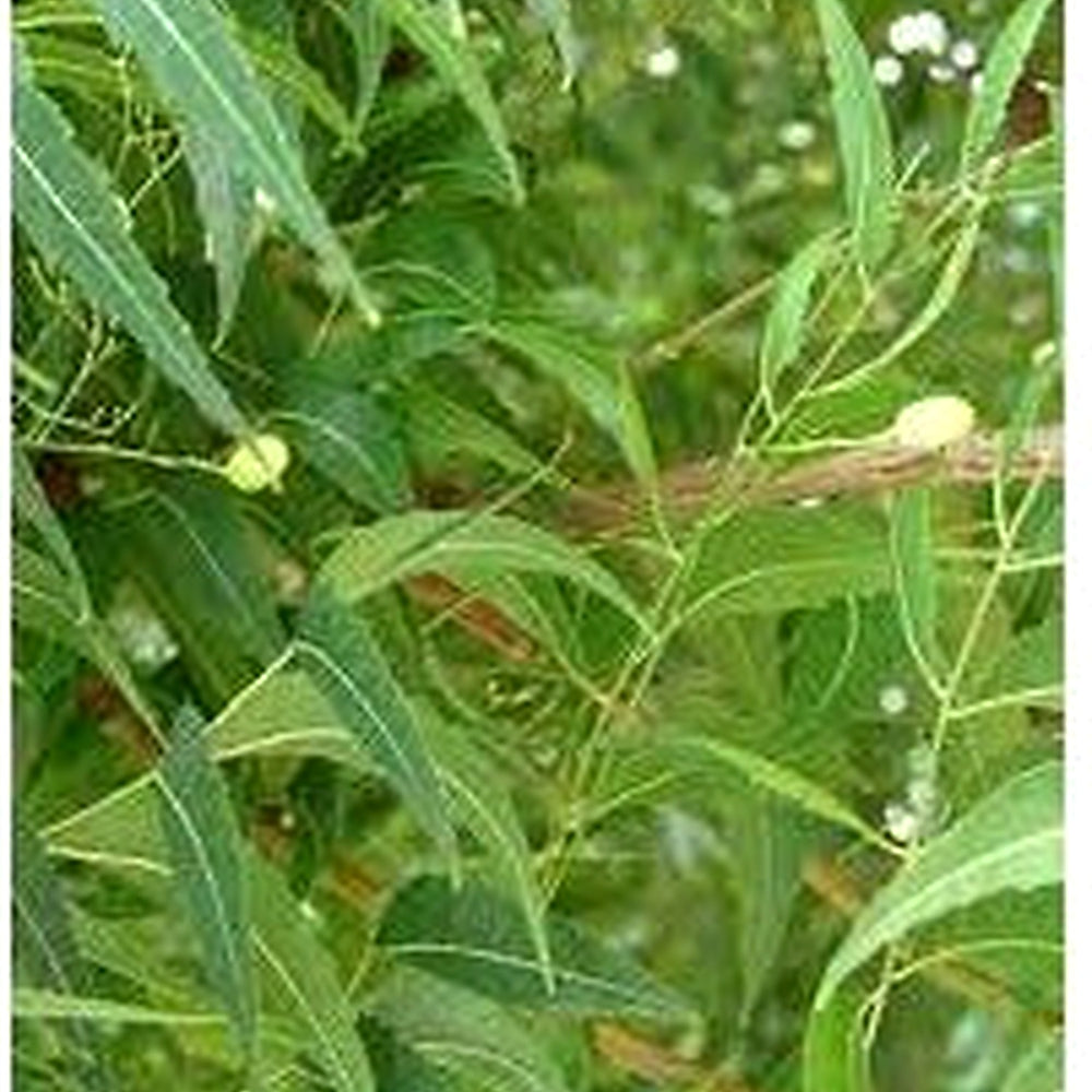 Neem (Azadirachta indica) Seeds for Planting [neera-v5-fcefed710d4dc26e9e58]