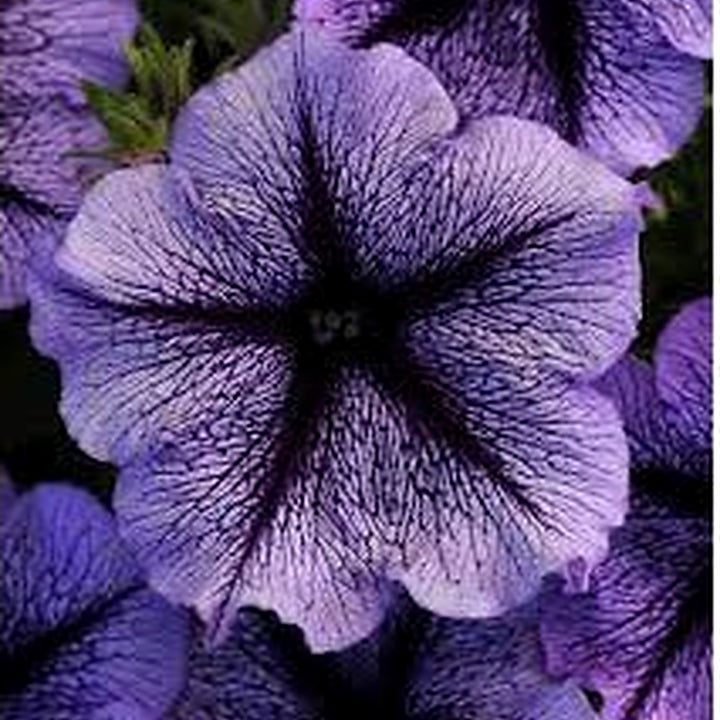 Futaba Petunia Kabloom Calibrachoa Seeds [neera-v5-fcf5565ef07f06ed1bfc]