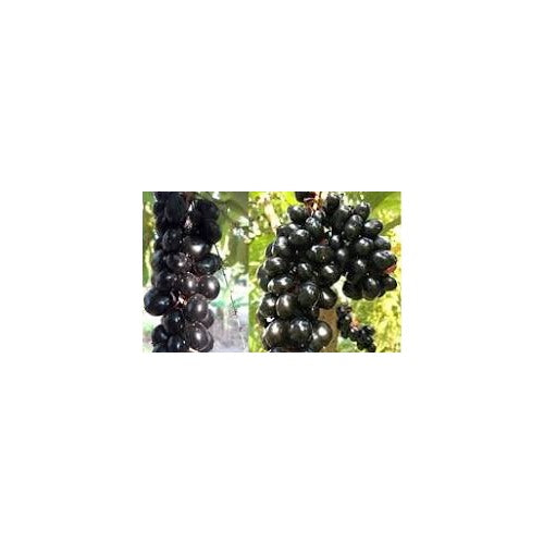 Jamun Seeds (Java Plum) [neera-v5-fd004acfca42f33e7330]