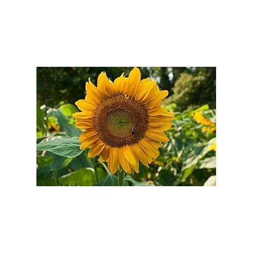 Yellow Sunflower Heirloom Non-GMO Seeds for Planting [neera-v5-fd004b69e4f5a4fb5058]