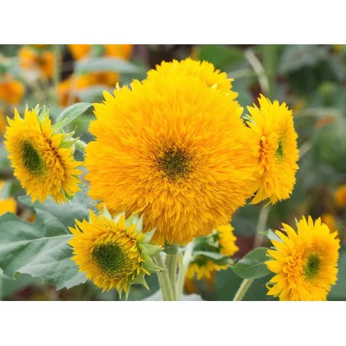 Dwarf Sunflower Flower Seeds [neera-v5-fd023ae152cbc308a99f]