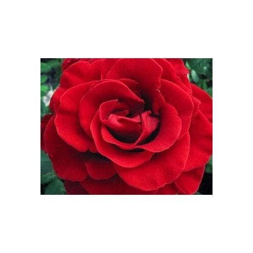 Red Ruby Rose Flower Seeds for Planting [neera-v5-fd0f70132efbc895ca9a]