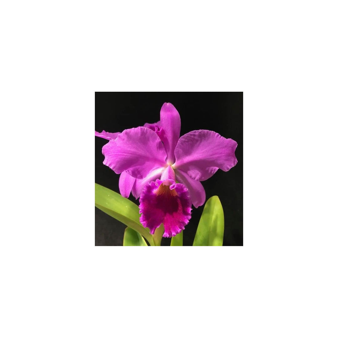 Heirloom Non Gmo Cattleya Orchid Flower For Planting Exotic Fragrant Indoor Garden Blooms Flower [neera-v5-fd2d12581bf8c2f46376]