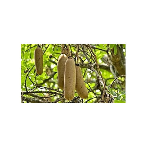 Brown Sausage Fruit Seeds [neera-v5-fd34bf278eccbfa8d2a7]