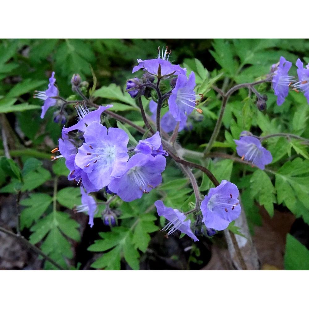 Phacelia bipinnatifida Fernleaf Phacelia Seeds | Rare Native Biennial Wildflower | Heirloom, Non-GMO, High Germination Organic Garden Seed for Pollinators [neera-v5-fd3681d3082f089f876f]
