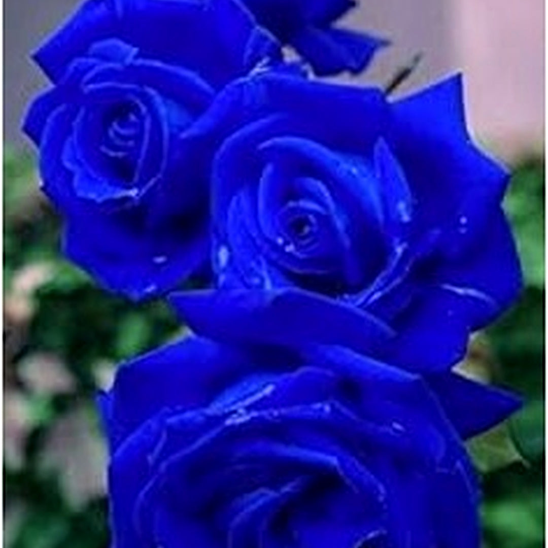 Heirloom Dark Blue Away Rose Flower Seeds [neera-v5-fd44fff701c6f8826b72]