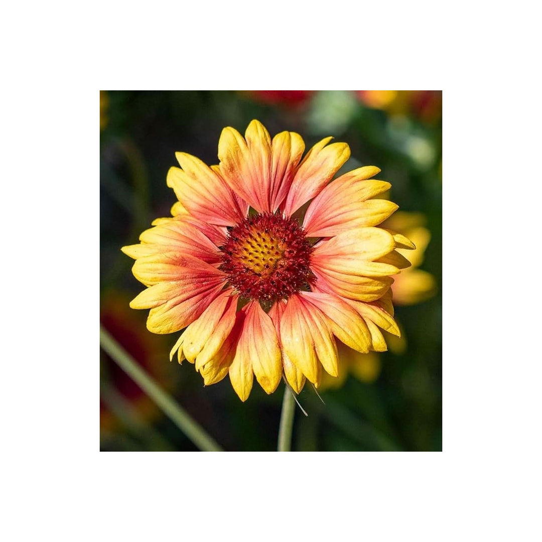 Indian Blanket Gaillardia Pulchella Flower For Planting In Home Garden Flower Seeds for Home Garden [neera-v5-fd4576151a67a0683d16]