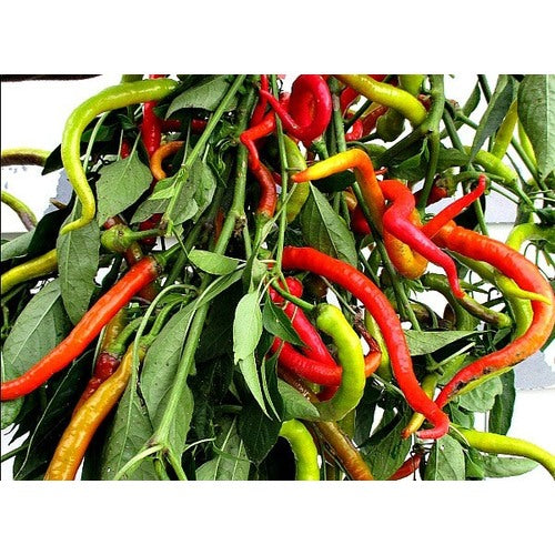 Corbaci Pepper Seeds for Planting [neera-v5-fd564f753671b114296a]