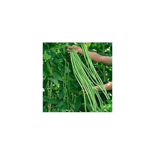 Yardlong Bean Seeds for Planting [neera-v5-fd566388fb20ff872c56]