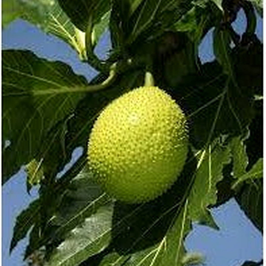 Artocarpus Breadfruit altilis Seeds for Planting [neera-v5-fd58581b429504c1a09f]