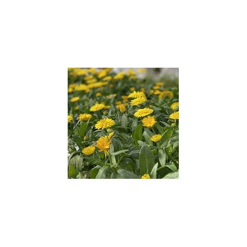 Yellow Calendula Flower Seeds, Heirloom, Non-GMO Seeds for Planting [neera-v5-fd5fa144d139473837b7]