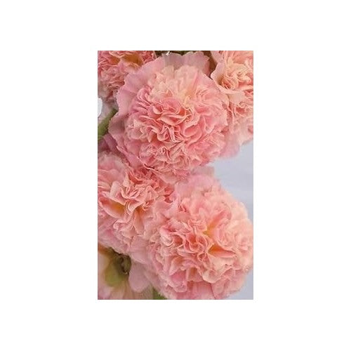 Hollyhock Pale Pink Seeds for Planting [neera-v5-fd6479252ef9231304e5]