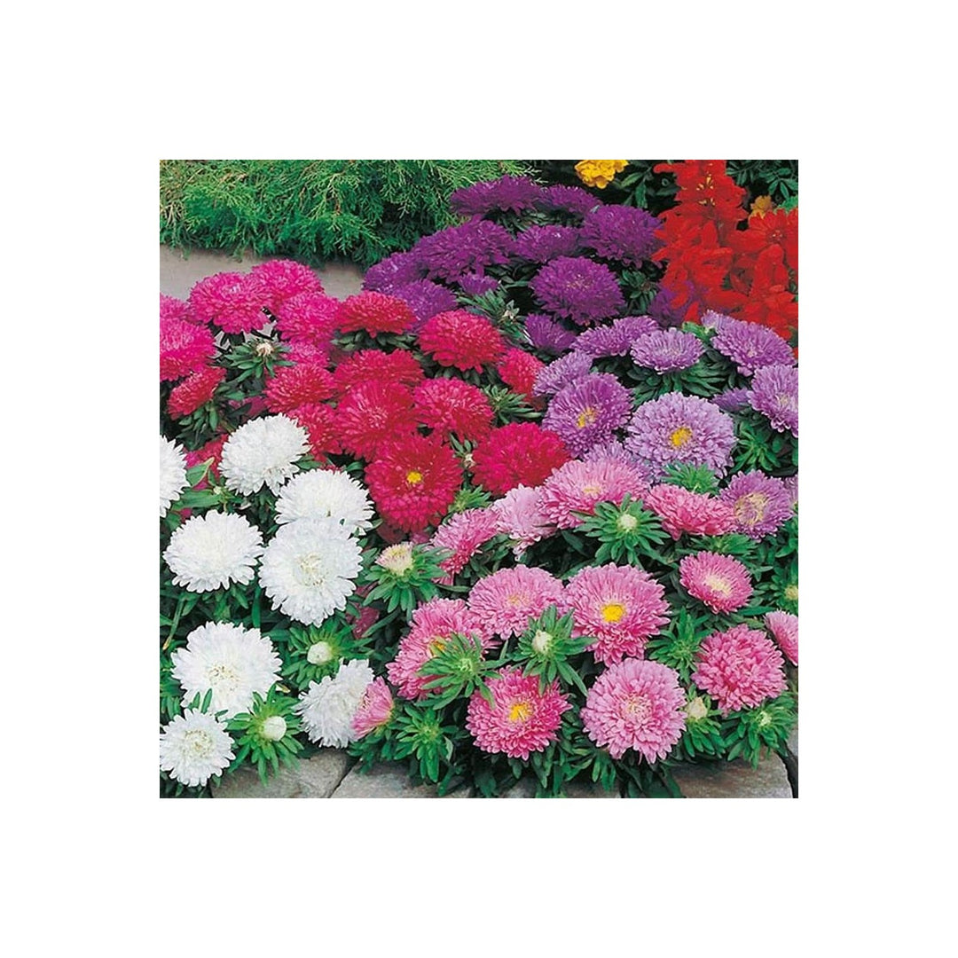 Powderpuff Aster Mix Callistephus Chinensis Flower For Planting In Home Garden And Balcony Pots [neera-v5-fd6bb2af83981d581f85]