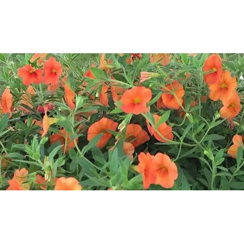 Orange Petunia Flower Seeds for Planting [neera-v5-fd7b8eff76f55a32786d]
