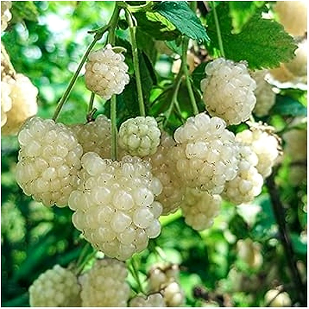 White Blackberry Fruit Seeds 100 pcs [neera-v5-fd84a7f613c280ca5fa2]