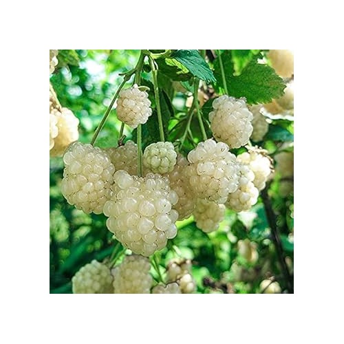 White Blackberry Fruit Seeds 100 pcs [neera-v5-fd84a7f613c280ca5fa2]