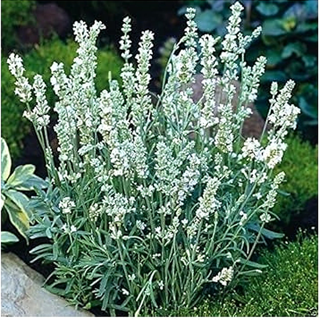 White Ellagance Snow Plant Seeds for Planting [neera-v5-fd8ccdf634936e613e50]