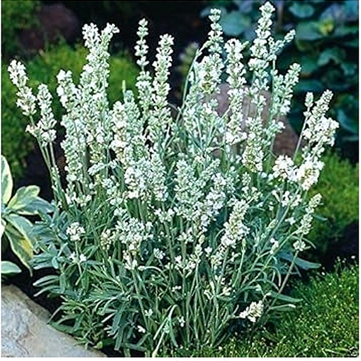 White Ellagance Snow Plant Seeds for Planting [neera-v5-fd8ccdf634936e613e50]