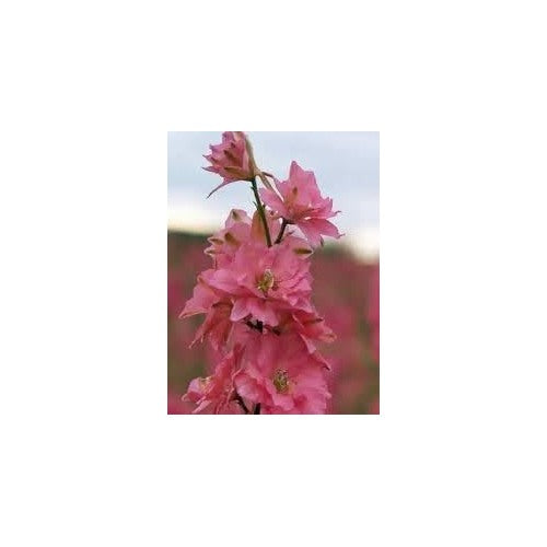 Delphinium Flower Seeds for Planting [neera-v5-fd8d6543ea087eac9be4]