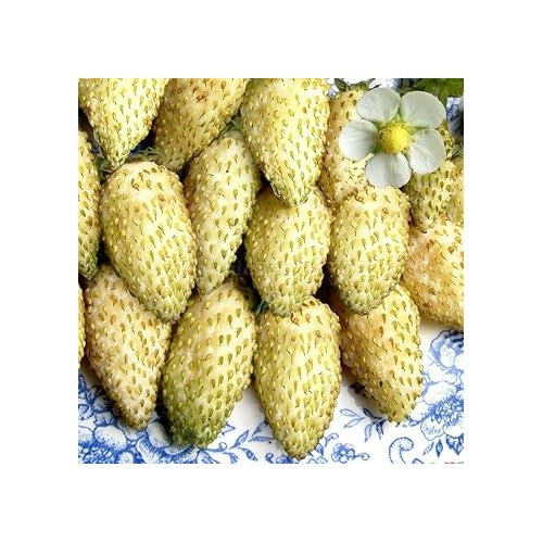 Cream Strawberry Fruit Seeds for Planting [neera-v5-fd940c81334dd605fa00]