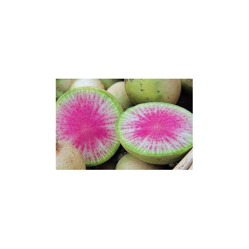 Watermelon Radish Seeds for Planting [neera-v5-fd96a1595bb7a4ad937b]