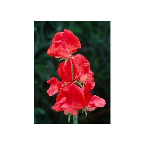 Red Sweet Pea Flower Seeds for Planting [neera-v5-fd9db8854d2e0a594669]