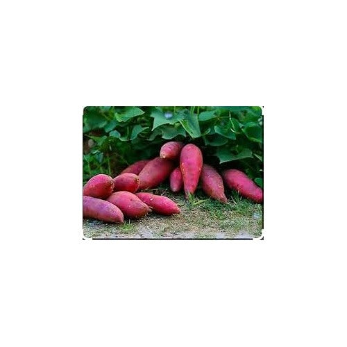 Pink Sweet Potato Vegetable Seeds for Planting [neera-v5-fda60c509a732807e33a]