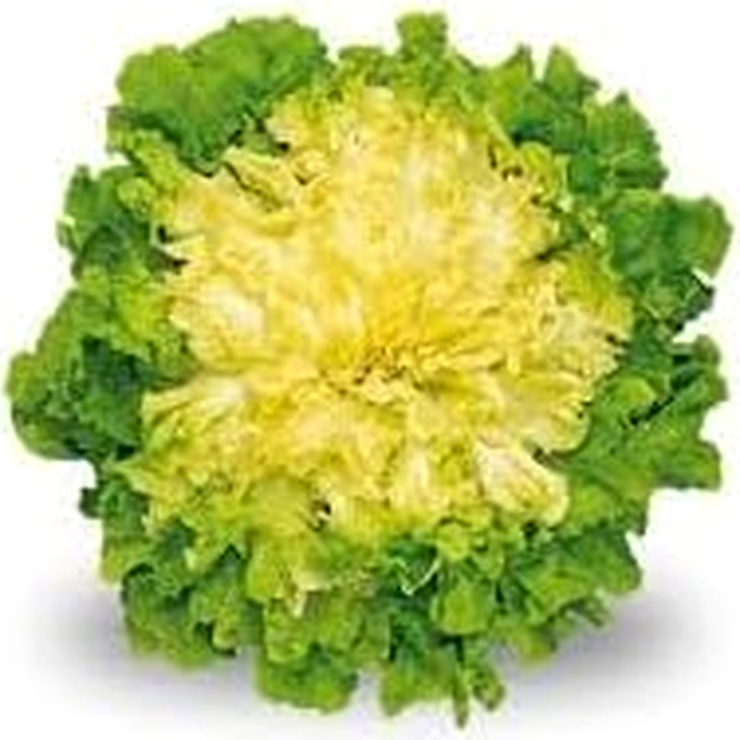 Endive Seeds for Planting [neera-v5-fda8d9f1829e80688e60]