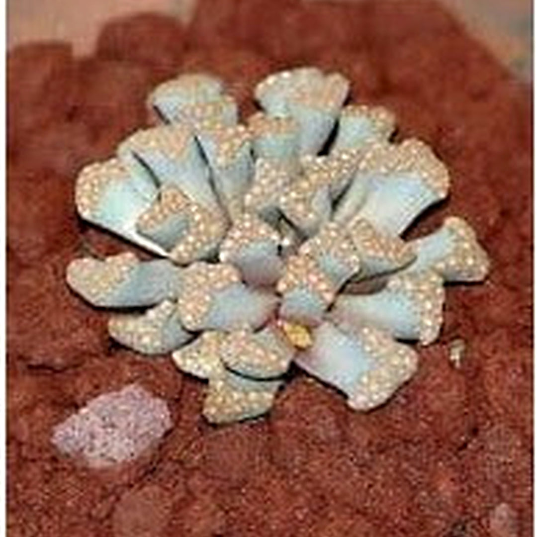 Sea Green Titanopsis Hugo-Schlechteri Plant Seeds for Planting [neera-v5-fdb6e555d92ef713ffb2]