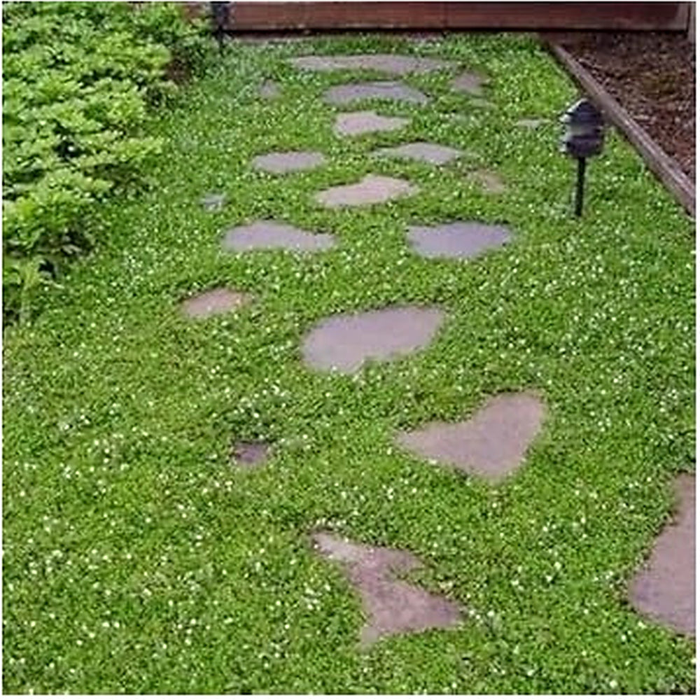 Organic Blue Veronica Repens Flower Seeds for Planting [neera-v5-fdc141b409061b654c44]
