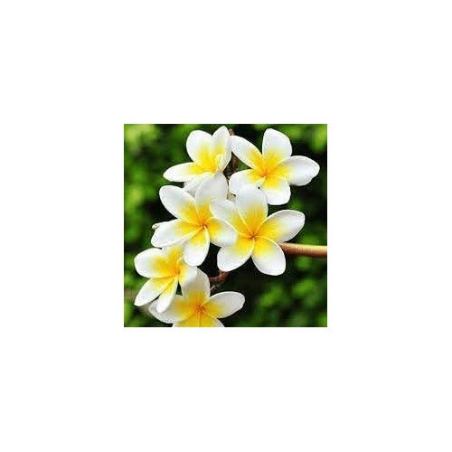 Frangipani Flower Heirloom Non Gmo Plumeria Unique Tropical Gardens Flower Seeds Home [neera-v5-fdc493b3e115e3e3e438]