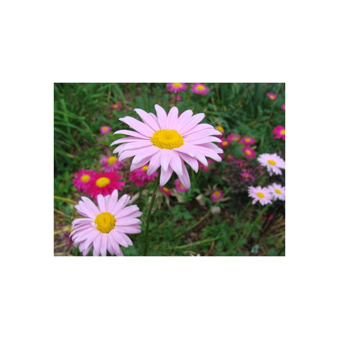 Mixed Colors Robinson S Painted Daisy Chrysanthemum Coccineum For Garden And Container Planting [neera-v5-fdc5548601438a9a8b35]