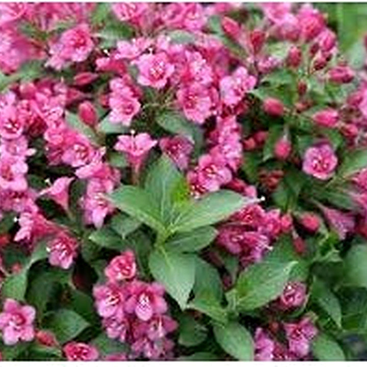 Weigela Florida Flower Seeds for Planting, Heirloom, Non-GMO [neera-v5-fdd2f9105e1aaf9152a7]