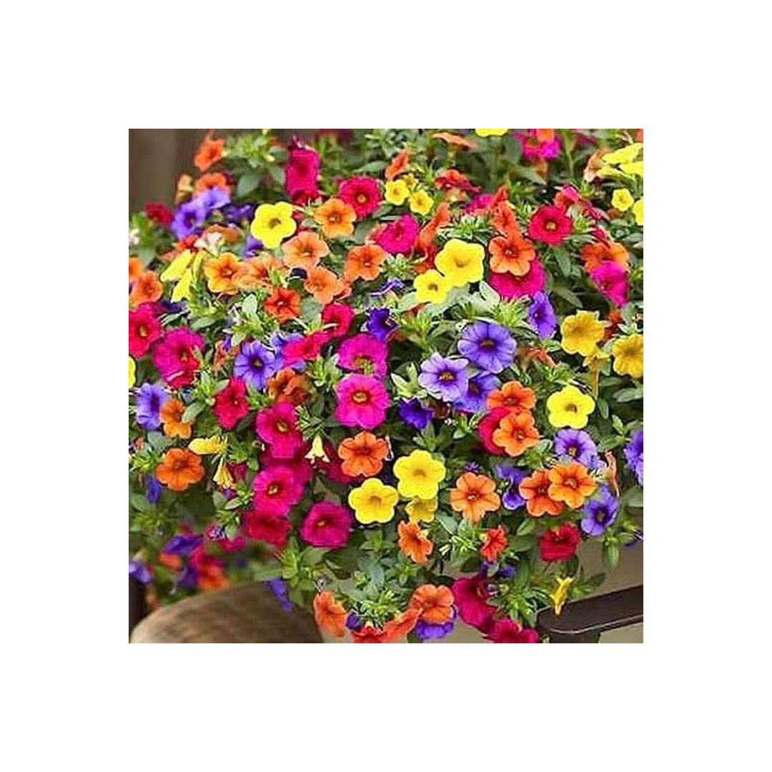 Petunia Trailing Velvet Mixed Colors Hanging Flower Flower Seeds for Home Garden Planting, [neera-v5-fdd55b07fdf73d0d657b]