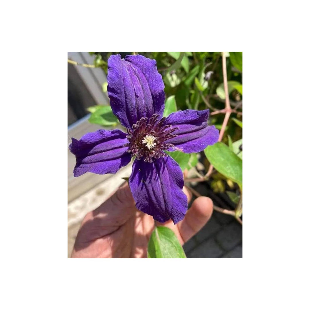 Violet Clematis Florida Thunb Climbing Flower Flower Seeds for Home Garden Planting, Blooming [neera-v5-fdd59ddbffd5f4868613]